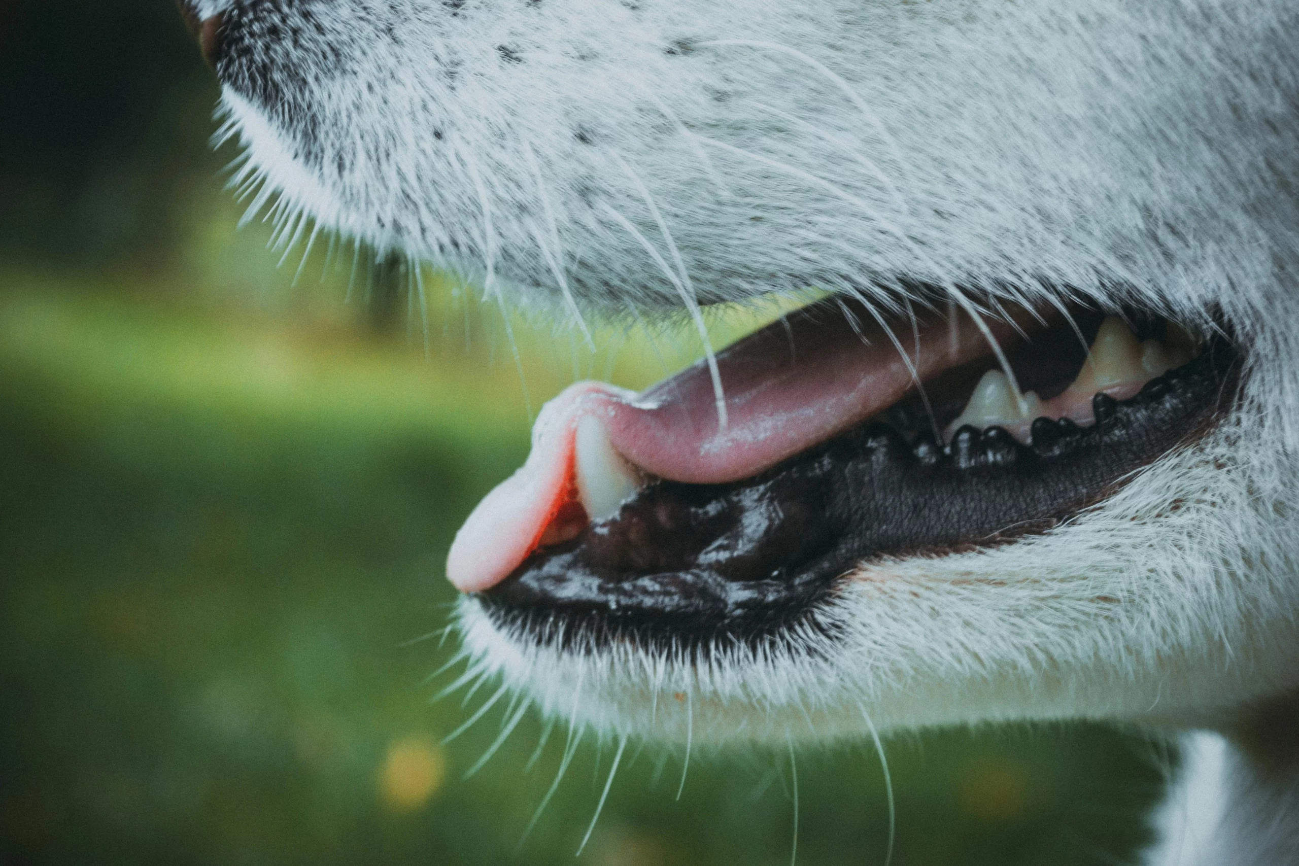 Abgebrochener Zahn beim Hund